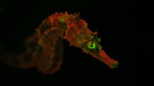 Creatures of Light