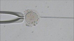 Fighting for Fertility