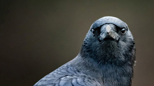 NOVA - S44E27: Bird Brain
