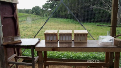 NOVA - S41E17: Inside Animal Minds: Bird Genius