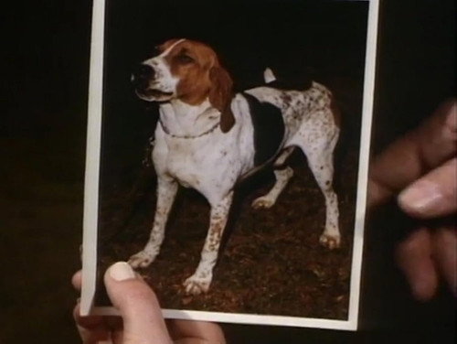 Ironside - S3E24: Little Dog, Gone