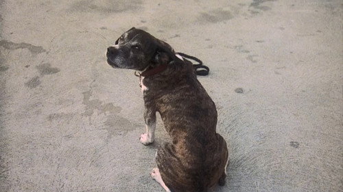 Magnum, P.I. - S1E8: The Ugliest Dog in Hawaii
