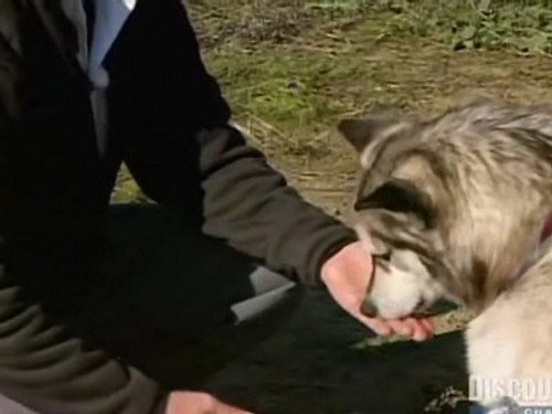 MythBusters - S5E5: Dog Myths