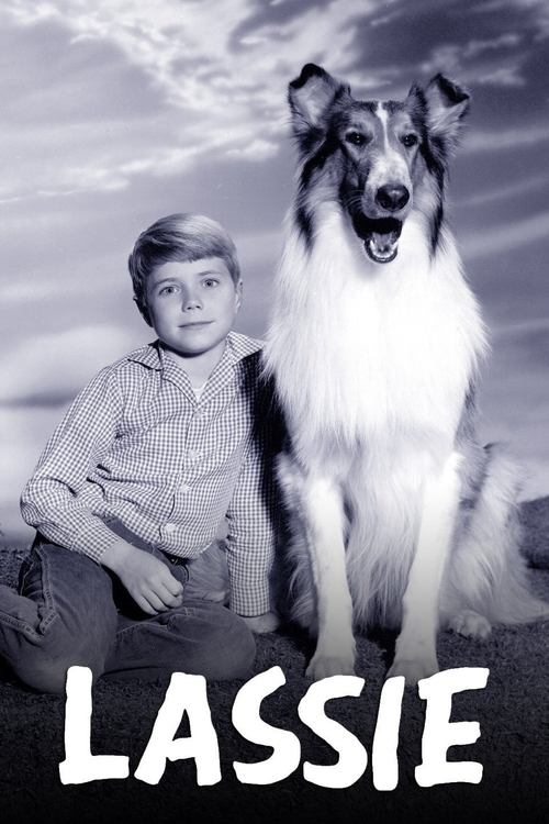 Lassie - S1E15: The Fighter