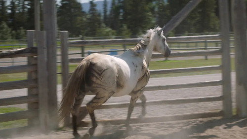 Heartland - S16E6: Into the Wild