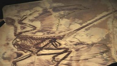 NOVA - S35E13: The Four Winged Dinosaur