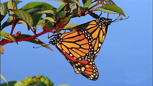 NOVA - S36E10: The Incredible Journey of the Butterflies