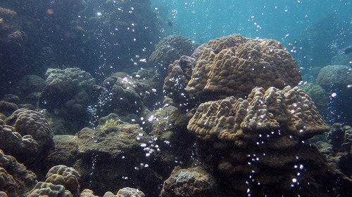 NOVA - S42E20: Lethal Seas