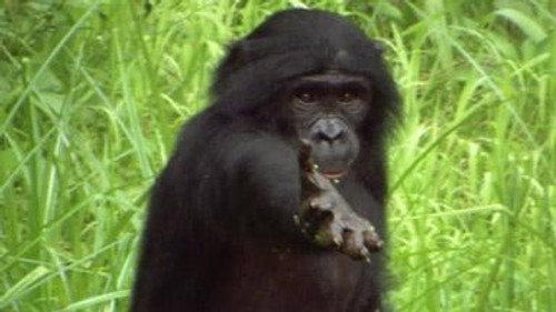NOVA - S35E12: Ape Genius