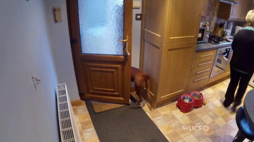 NOVA - S41E18: Inside Animal Minds: Dogs & Super Senses