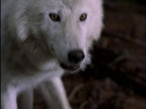Highlander: The Series - S5E2: Prophecy