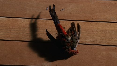 Lost - S1E14: Special