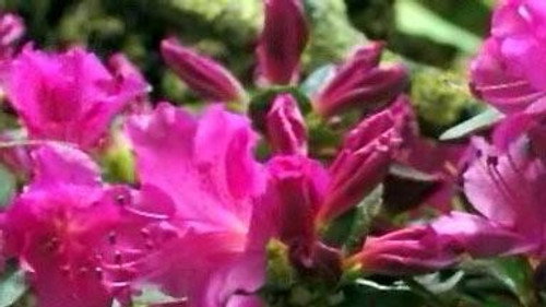 NOVA - S34E11: First Flower