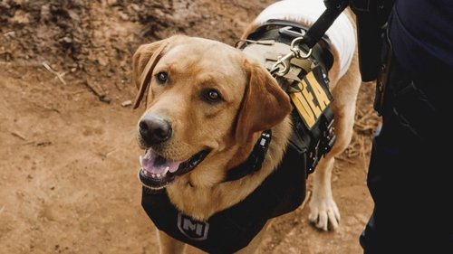 Hawaii Five-0 - S8E2: Nā lā ʻīlio (Dog Days)