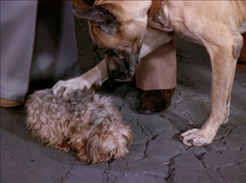 The Love Boat - S2E22: The Decision/Poor Little Rich Girl/Love Me, Love My Dog