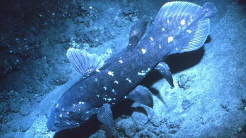 NOVA - S30E10: Ancient Creature of the Deep