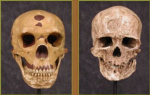 NOVA - S29E11: Neanderthals on Trial