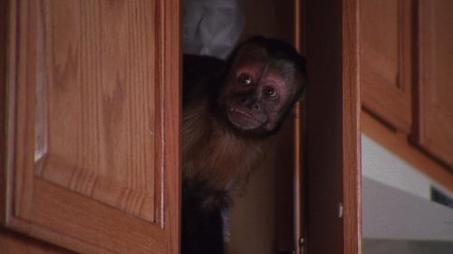 Malcolm in the Middle - S3E22: Monkey