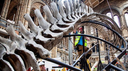 Horizon - S54E11: Dippy and the Whale