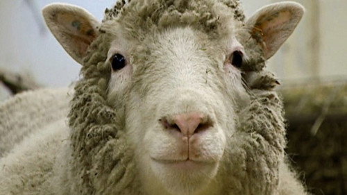 Horizon - S58E3: Dolly: The Sheep That Changed the World