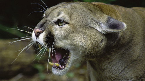 NOVA - S41E16: Wild Predator Invasion