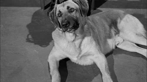 Perry Mason - S6E20: The Case of the Golden Oranges