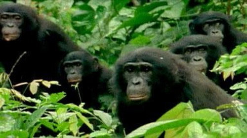 NOVA - S34E9: The Last Great Ape