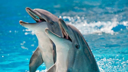 NOVA - S38E18: How Smart Are Animals?