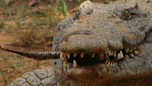 NOVA - S31E10: Secrets of the Crocodile Caves