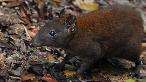 NOVA - S40E18: Australia's First 4 Billion Years: Strange Creatures