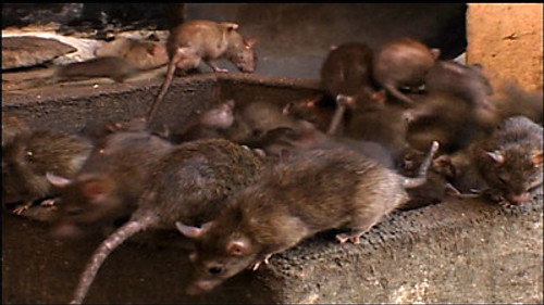 NOVA - S36E12: Rat Attack