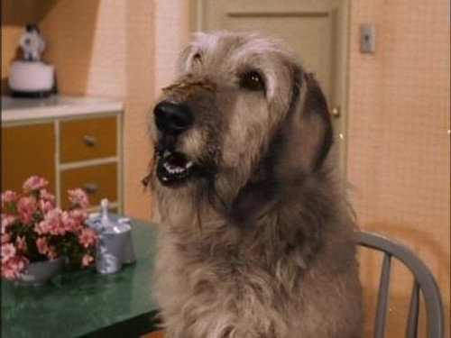 Bewitched - S2E34: Man's Best Friend