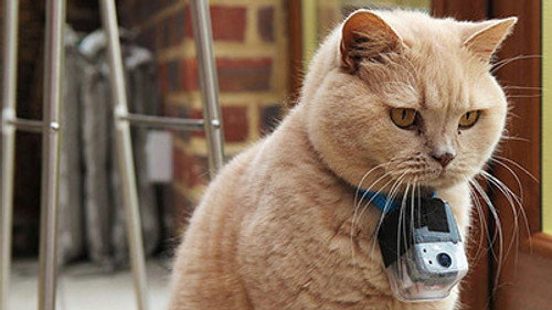 Horizon - S50E12: Little Cat Diaries