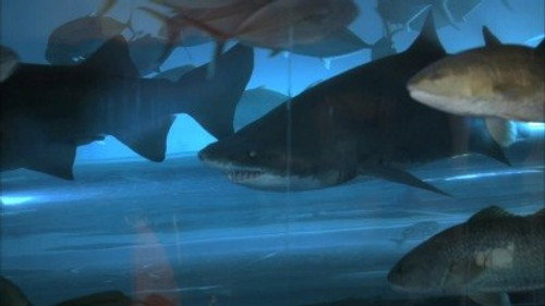 CSI: Crime Scene Investigation - S11E2: Pool Shark