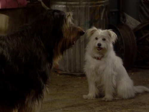 Married... with Children - S5E14: Look Who's Barking