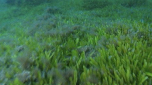 NOVA - S30E15: Deep Sea Invasion