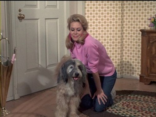 Bewitched - S7E9: Samantha's Pet Warlock