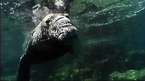 NOVA - S36E7: Ocean Animal Emergency