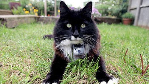 Horizon - S50E11: The Secret Life of the Cat
