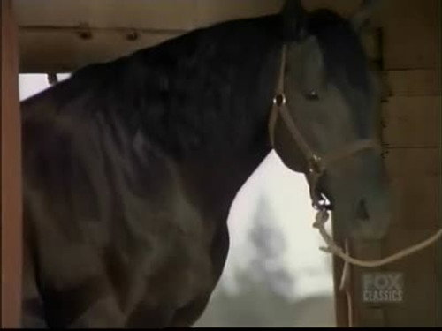 Bonanza - S14E9: Stallion