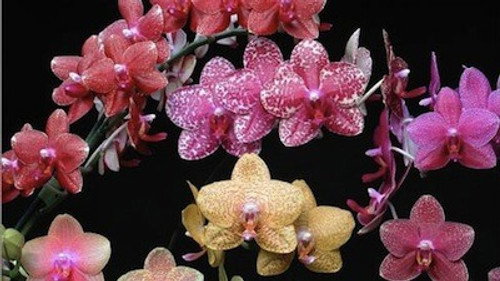 NOVA - S30E7: The Orchid Hunter