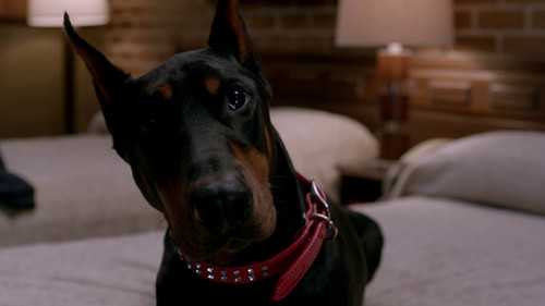 Supernatural - S8E15: Man's Best Friend with Benefits