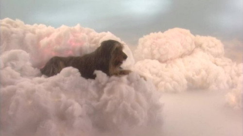 Married... with Children - S10E3: Requiem for a Dead Briard
