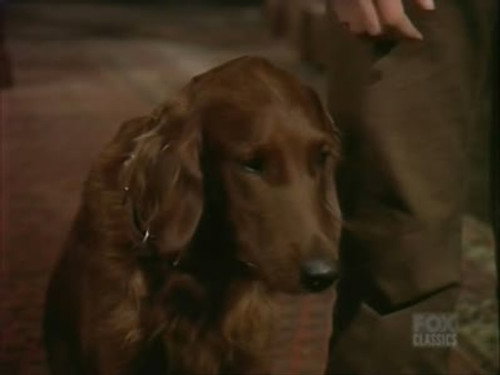 Bonanza - S14E12: The Bucket Dog